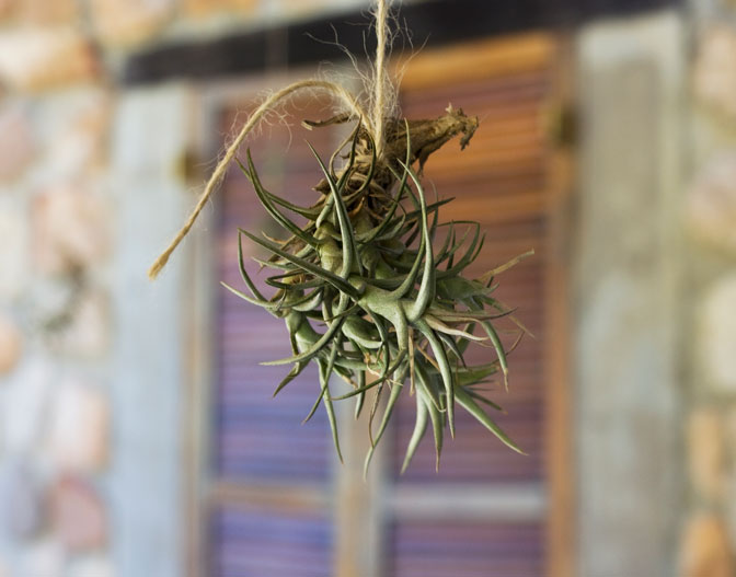 airplant2