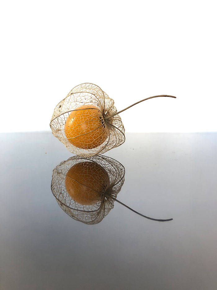 Gooseberry_cage