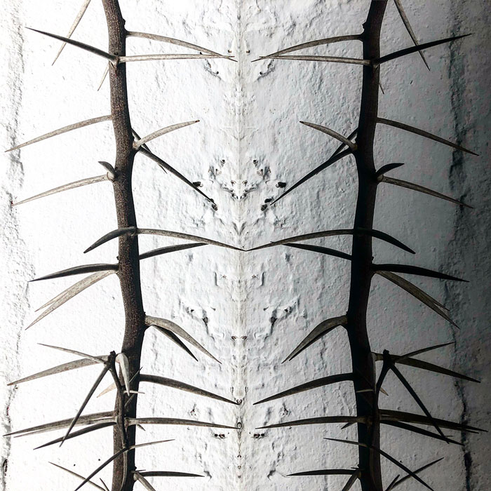 Thorn_reflections