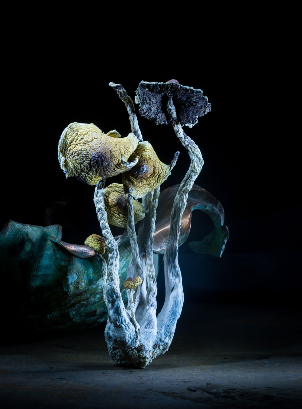 mushrooms-1364
